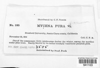 Mycena pura image
